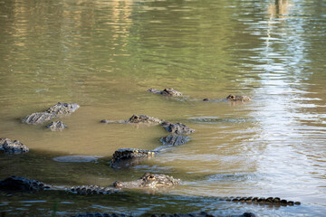 Crocodiles basking in the calm waters of a tropical river during the afternoon sunlight in a serene natural habitat