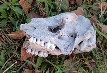 An old animal skull, partially destroyed, lies on the grass. The bone has a greyish tint and the teeth and surface texture are clearly visible. Selective focus
