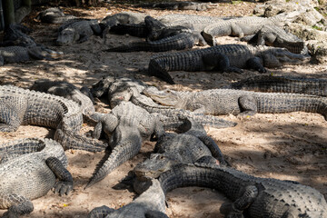 Large group of alligators sunbathing on sandy ground in natural habitat during warm afternoon