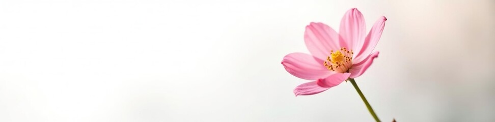 Obraz premium Delicate flower in full bloom on a white background, delicate, blossom, nature