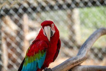 Brightly colored macaw perched on a branch in a wildlife sanctuary during a sunny day