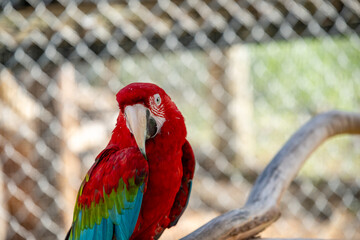 Vibrant red macaw perched on a branch in a tropical habitat showcasing its colorful plumage in natural sunlight