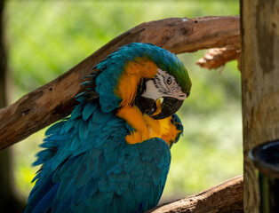 Colorful parrot perched on a branch at a wildlife sanctuary during a sunny afternoon in an outdoor...