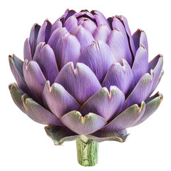 Exquisite Purple Artichoke Blossom with Transparent Background