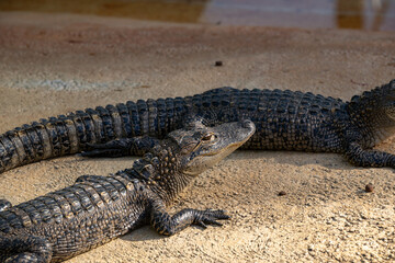 Alligators basking in the sun on riverbank during daylight in a natural habitat setting