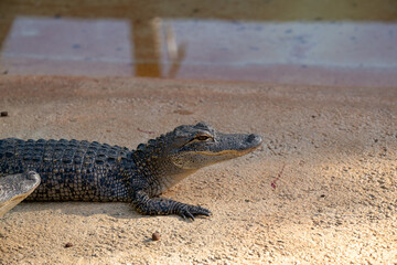 Alligator rests on sandy bank by calm waters in natural habitat during sunny day