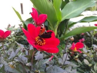 red tulips in the garden