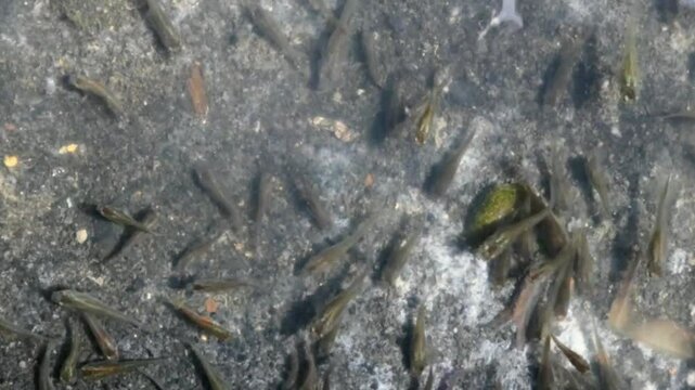 Small transparent Gambusia affinis fish swims under the receding river water.