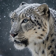 Naklejka premium A snow leopard in a light snowfall, each delicate flake settling gently on its fur.