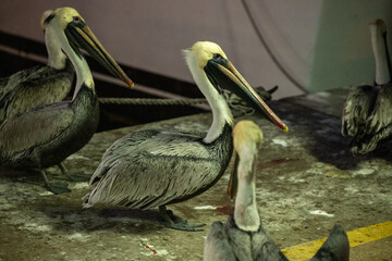 Pelicans gathering near a fishing boat at dusk on a harbor dock foraging for scraps in the fading light