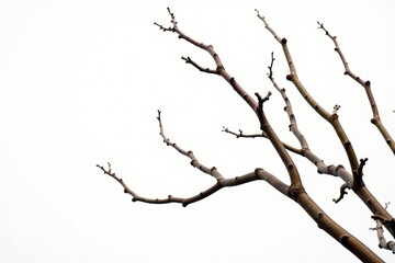 Branches isolated on white background with varying lengths and angles of twist, organic, still life