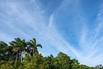 Obraz premium Vibrant green palm trees stand under a clear blue sky filled with wispy clouds during midday in a tropical landscape