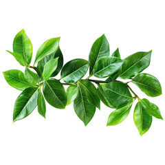 Fototapeta premium fresh green leaves