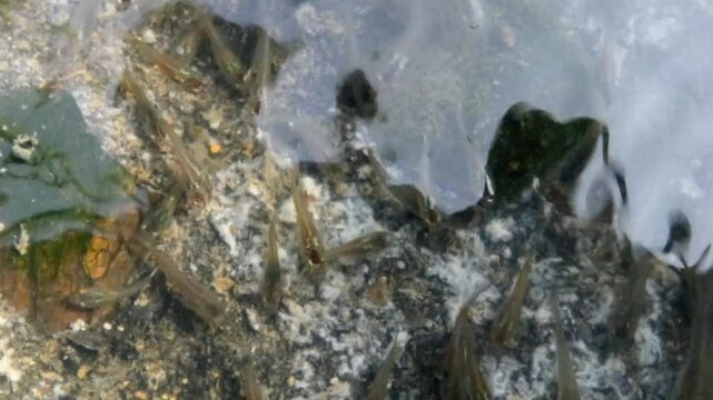 Small fish Gambusia affinis swimming under the receding water of a gutter.