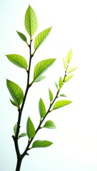 Fototapeta premium Isolated branches with delicate leaves stretching towards light, organic, white, simple