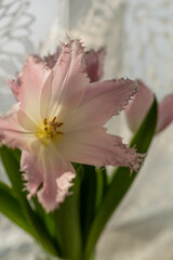 Obraz premium pink fully opened tulip dallas close up