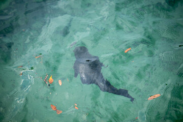 Obraz premium Colorful aquatic life thrives in clear waters as a playful manatee explores its habitat near the coastal shore during warm midday hours