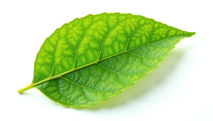 Obraz premium A single leaf with intricate veins isolated on white background, floral, nature, leaf