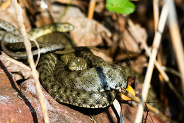 close up of a snake