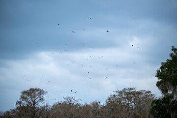 Flock of birds soaring over a tranquil landscape in the early morning light during the transition from night to day