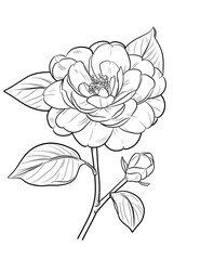 Camellia Flower Coloring Page &ndash; Elegant Botanical Illustration