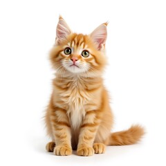 red cat isolated on white