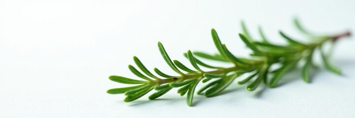 Fototapeta premium Isolated sprig of rosemary with subtle texture, botanical, nature, plant