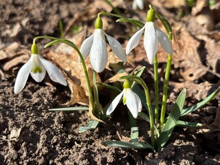 spring snowdrop flowers