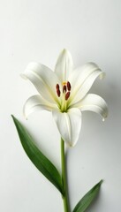 Obraz premium Delicate white lily on white background with intricate details, texture, flowers, blooms