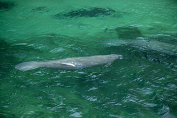 Obraz premium Manatee gracefully swims in clear aquamarine waters of a coastal habitat during a sunny day in Florida, showcasing its gentle nature and serene environment