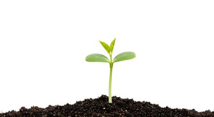 Naklejka premium A young sprout growing from the ground. Isolated on a white background.