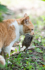 An orange cat is catching a mouse