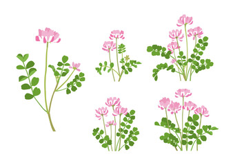 かわいく咲いたレンゲソウのバリエーション　イラストセット