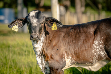 Holstein Friesian Cow aka Girolando (Bos taurus taurus) at a Dairy Farm in Goias, Brazil