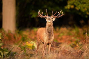Fototapeta premium Portrait of a red deer stag calling during the rut in autumn