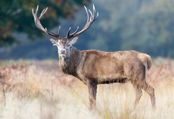 Red deer stag standing in grass during the rut in autumn