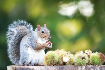 Grey squirrel eating sweet chestnut fruit in autumn