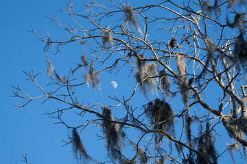Bare branches of a tree draped in Spanish moss under a clear blue sky with a visible crescent moon...