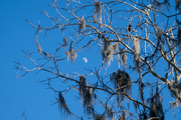 Moon peeking through bare branches of a tree against a clear blue sky during the late afternoon in a serene setting