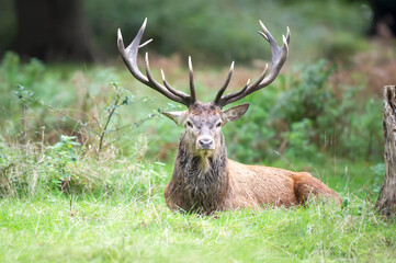 Portrait of a red deer stag lying in grass