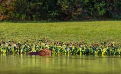 Portrait of a capybara walking in water, Pantanal, Brazil