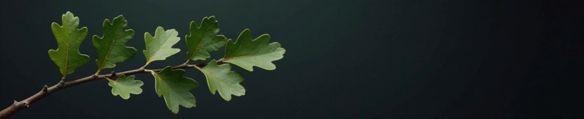 A single branch of oak tree on a dark gray background, oak, wood