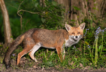 Portrait of a cute red fox amongst bluebells in spring