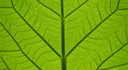 Vibrant Green Leaf Close Up Intricate Vein Structure Nature Texture Detail