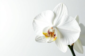 Delicate white orchid blossom against pure white backdrop, photography, white, soft