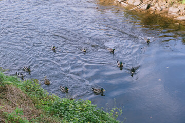 Group of ducks swimming in a river