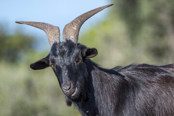 Capra selvatica, isola Caprera, Sardegna