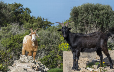 Capra selvatica, isola Caprera, Sardegna