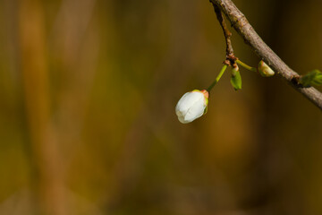 cherry plum flower bud on a twig on a sunny spring day close-up