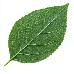 Generic Detailed Green Perspective Texture Leaf Background.